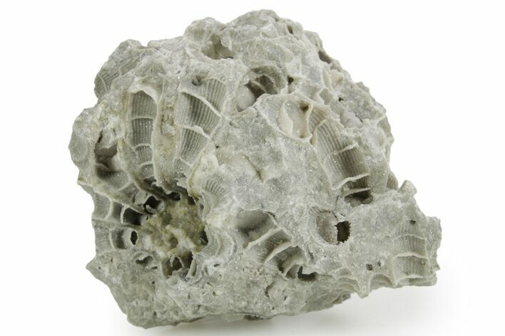 Silurian Dolostone w/ Sparkling Fossil Coral (Fletcheria) - Ohio #362623